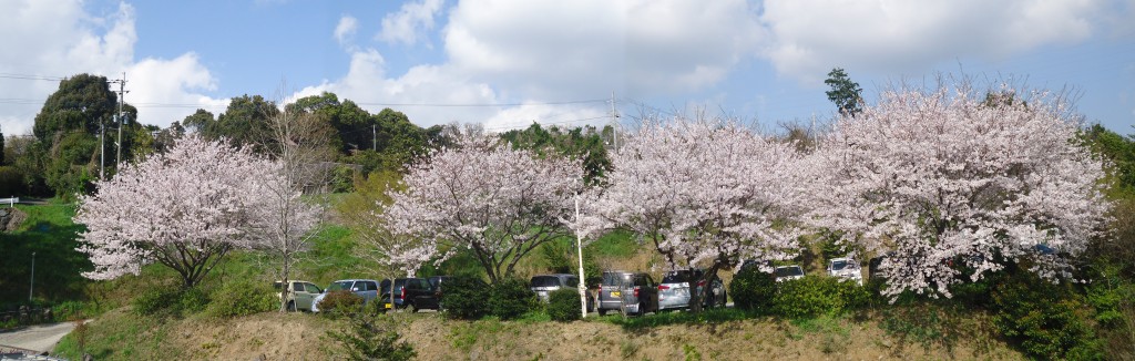 駐車場桜-2